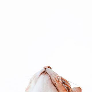 Cat 4k phone wallpaper