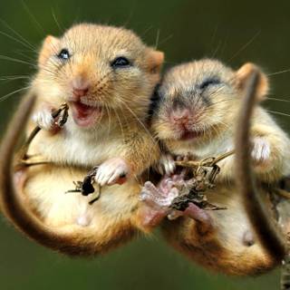 Cute animals 4k wallpaper