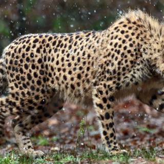 Wild animal 4k wallpaper