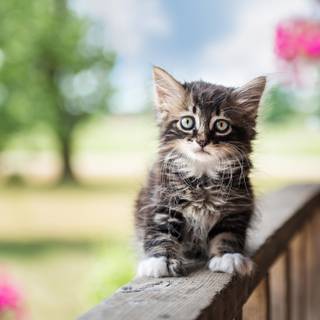 Cute animals 4k wallpaper