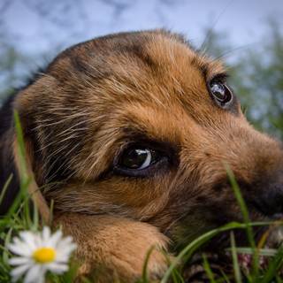 Cute animals 4k wallpaper