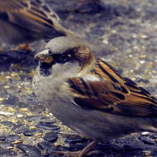 Cute animals 4k wallpaper