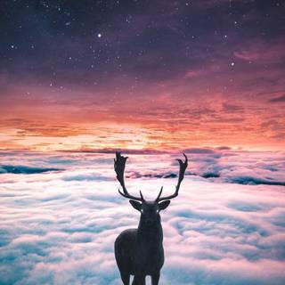 Phone animals wallpaper