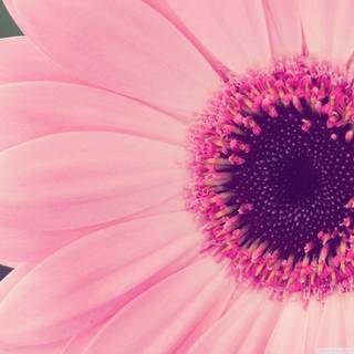 Pink sunflower wallpaper