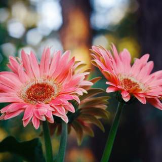 Pink sunflower wallpaper