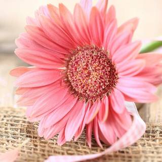 Pink sunflower wallpaper