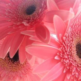 Pink sunflower wallpaper