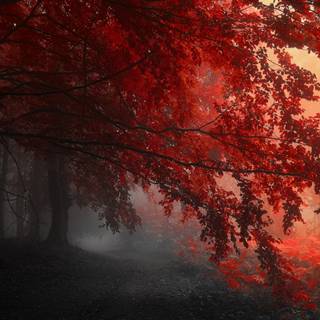 Red forest 4k wallpaper