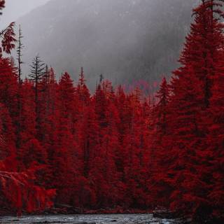 Red forest 4k wallpaper