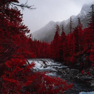 Red forest 4k wallpaper