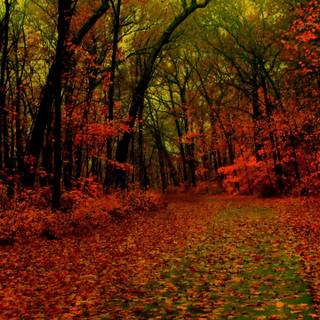 Red forest 4k wallpaper