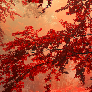Red forest phone wallpaper