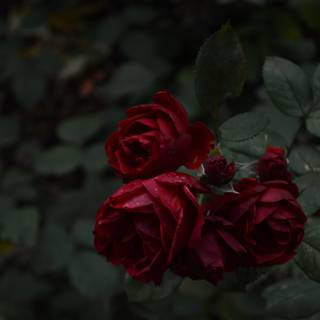 Red forest 4k wallpaper