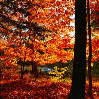 Red forest 4k wallpaper