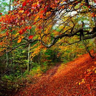 Red forest 4k wallpaper