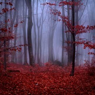 Red forest 4k wallpaper