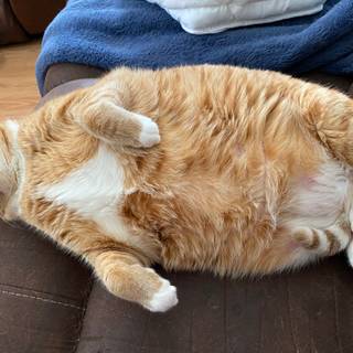 Fat cat and dog wallpaper