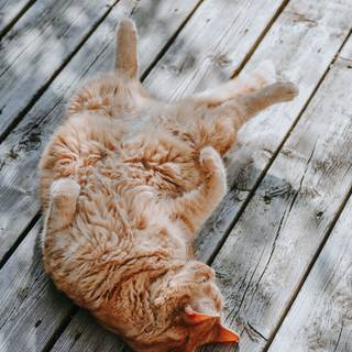 Fat cat and dog wallpaper