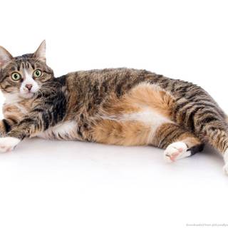 Fat cat and dog wallpaper