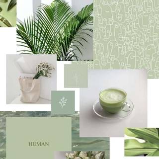 Sage iPhone wallpaper