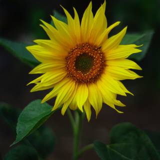 4k sunflower wallpaper