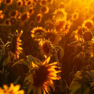 4k sunflower wallpaper