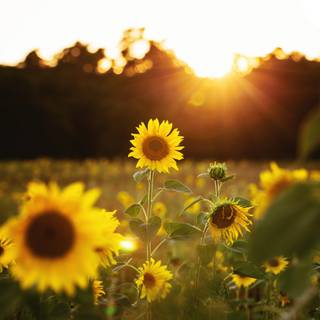 4k sunflower wallpaper