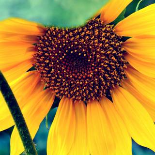 4k sunflower wallpaper