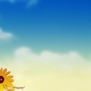 4k sunflower wallpaper