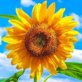 4k sunflower wallpaper