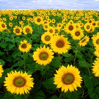 4k sunflower wallpaper