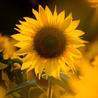 4k sunflower wallpaper