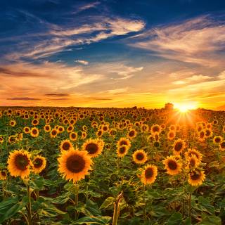 Golden hour wallpaper