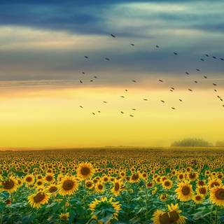 4k sunflower wallpaper