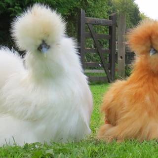 Fluffy chicken wallpaper