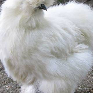 Fluffy chicken wallpaper