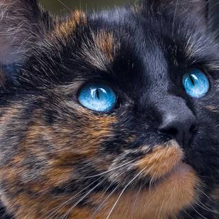 Dark tortoiseshell cat wallpaper