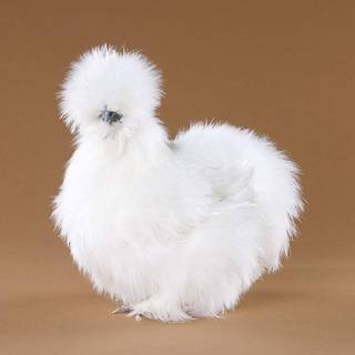 Fluffy chicken wallpaper