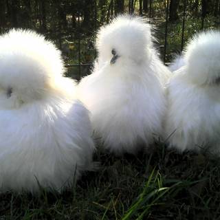 Fluffy chicken wallpaper