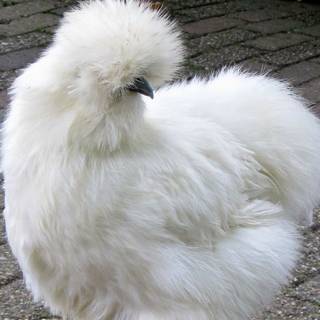 Fluffy chicken wallpaper