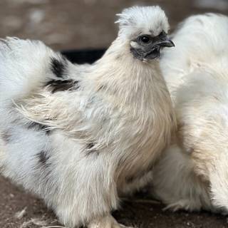 Fluffy chicken wallpaper