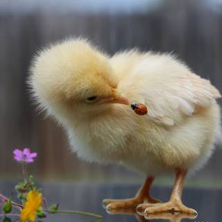 Fluffy chicken wallpaper