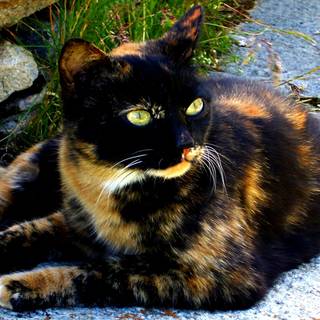 Dark tortoiseshell cat wallpaper