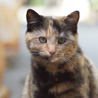 Dark tortoiseshell cat wallpaper