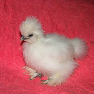 Fluffy chicken wallpaper