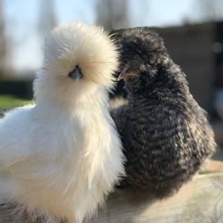 Fluffy chicken wallpaper