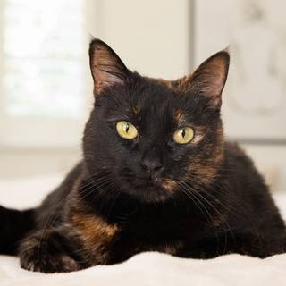 Dark tortoiseshell cat wallpaper