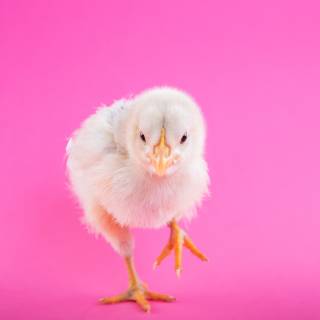 Fluffy chicken wallpaper