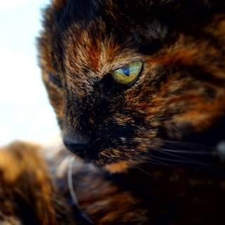 Dark tortoiseshell cat wallpaper