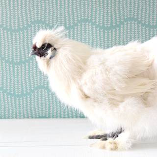 Fluffy chicken wallpaper